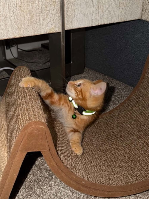 Bobby Kitty photo 3