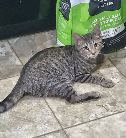 Hogans : Lily, a cat for adoption from Stray Haven Inc