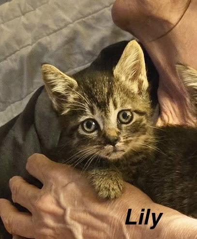 Photo 2 of Hogans : Lily