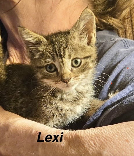 Hogans : Lexi, a cat for adoption from Stray Haven Inc