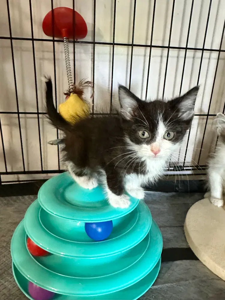 Little Rascats  Spanky - Domestic Short Hair