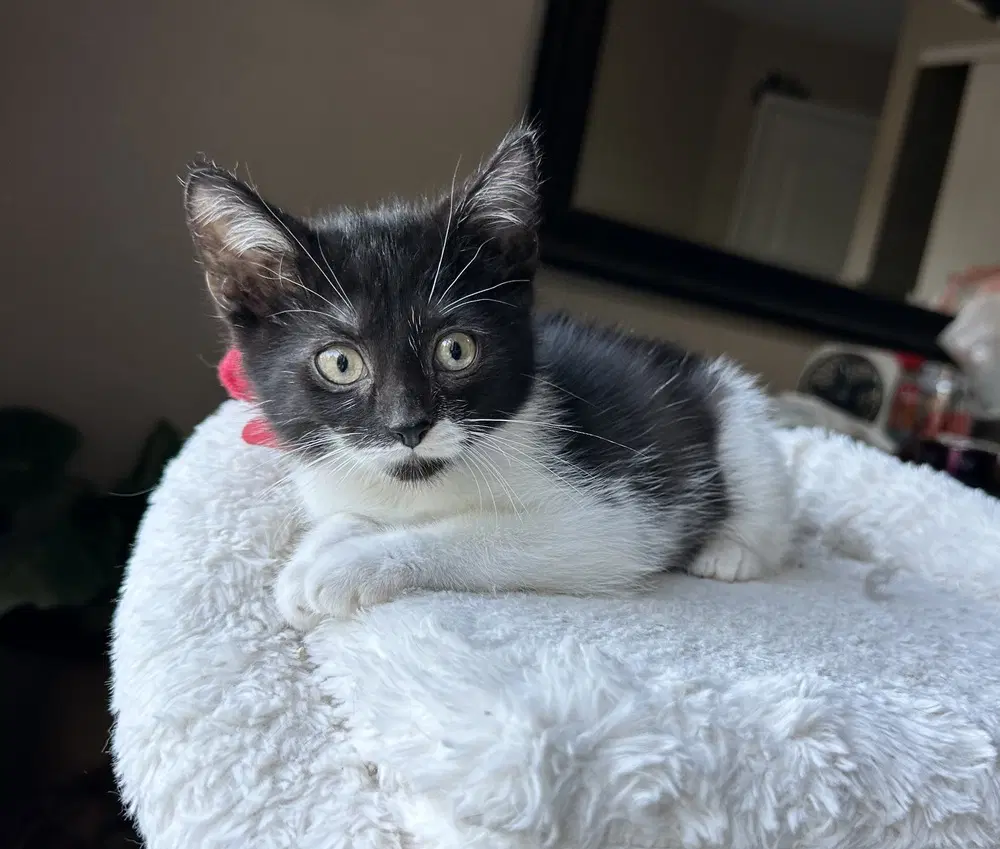 Little Rascats  Alfalfa - Domestic Short Hair