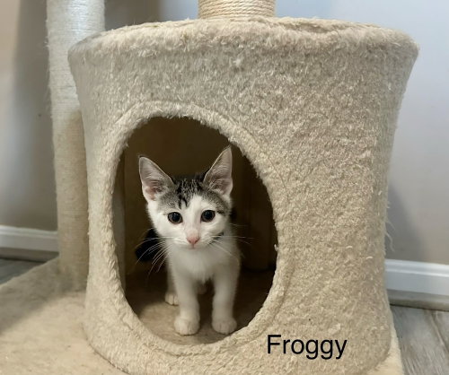 Little Rascats : Froggy