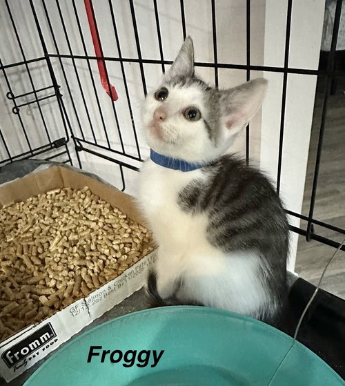 Little Rascats photo 2