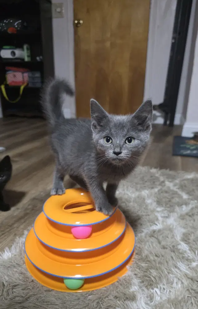 Bon Jovi  Bon - Domestic Short Hair