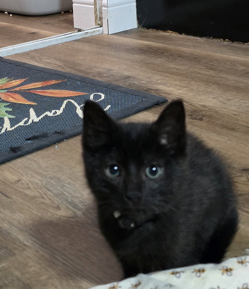BON JOVI : JOVI - Domestic Short Hair available for adoption