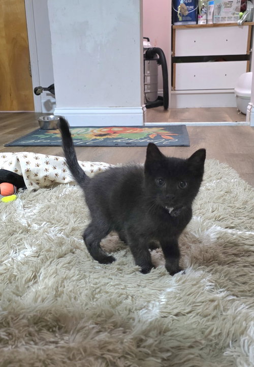 BON JOVI : JOVI - Domestic Short Hair available for adoption