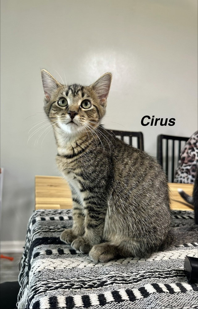 Greek boys : Cirus