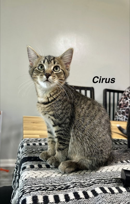 Greek boys : Cirus, a cat for adoption from Stray Haven Inc