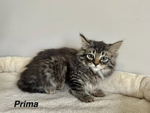 Prima Kitty