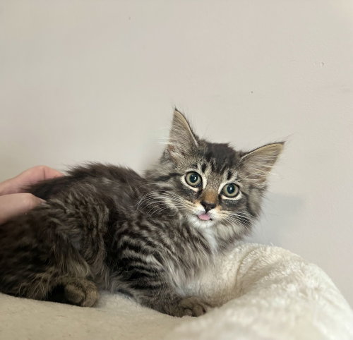 Prima Kitty photo 2