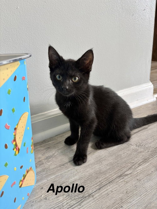 Greek boys : Apollo, a cat for adoption from Stray Haven Inc