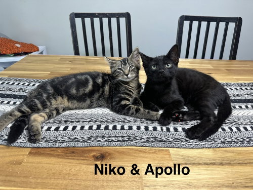 Photo 2 of Greek boys : Apollo
