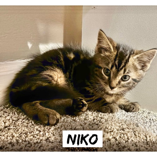 Greek boys : Niko, an adoptable Domestic Short Hair in Aurora, IN