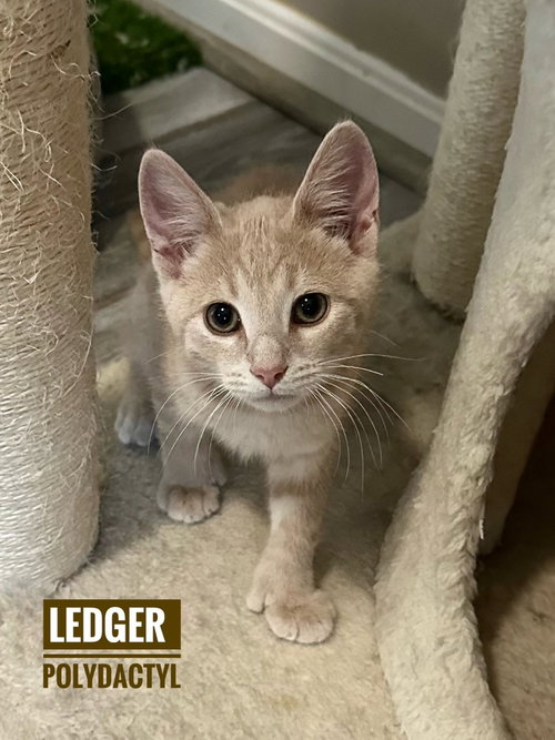 Famous Blondes : Ledger