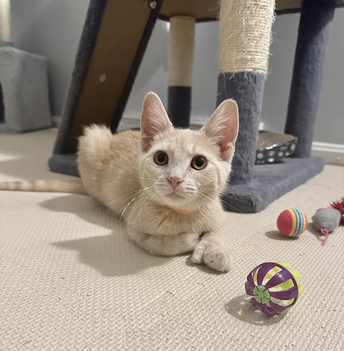picture of the cat needing adoption