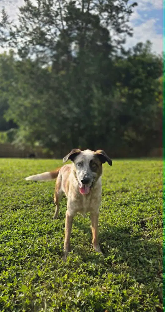 Milo Man - Australian Cattle Dog/Blue Heeler