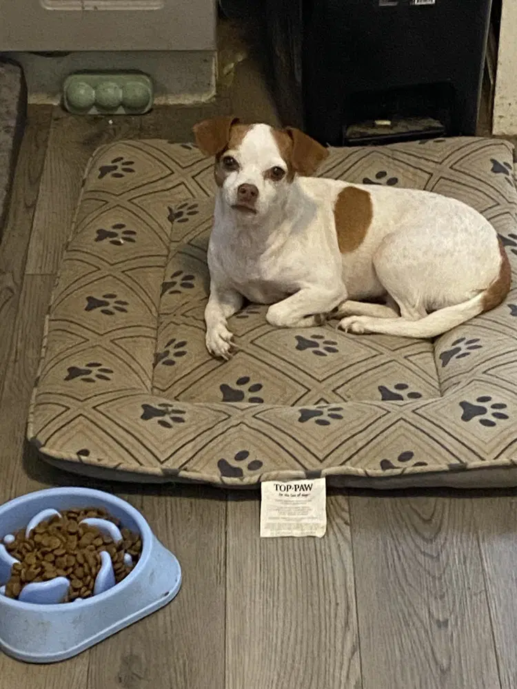 Sasha - Chihuahua