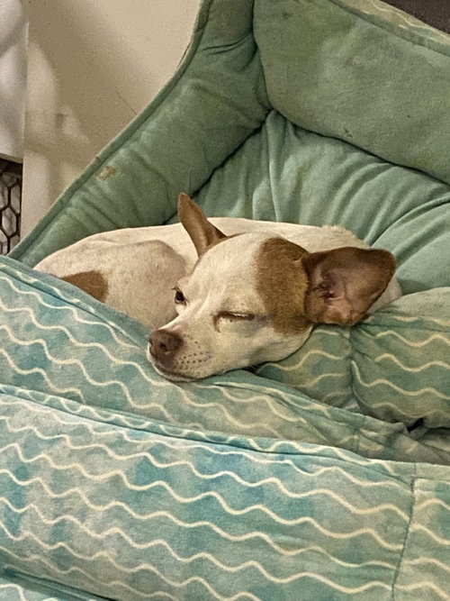 Sasha photo 2
