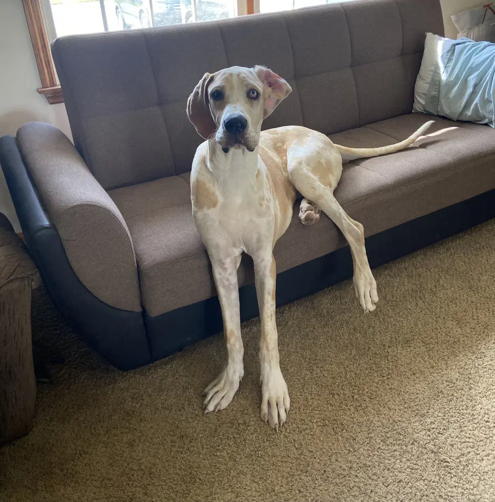 Dane Dawgs  Quinn - Great Dane