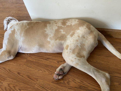 Dane Dawgs photo 2