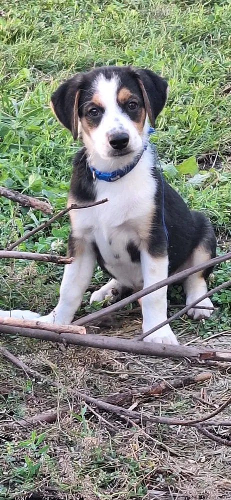 Stooges  Larry - Australian Shepherd