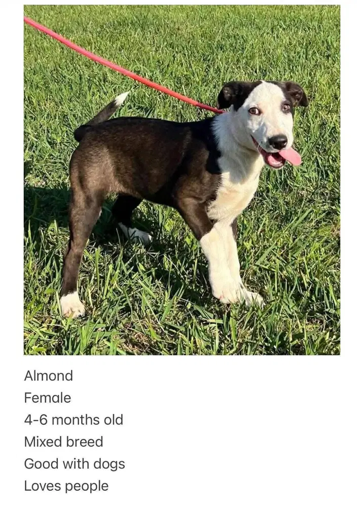 Almond - Labrador Retriever