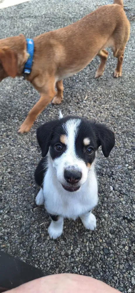 Stooges  Moe - Australian Shepherd