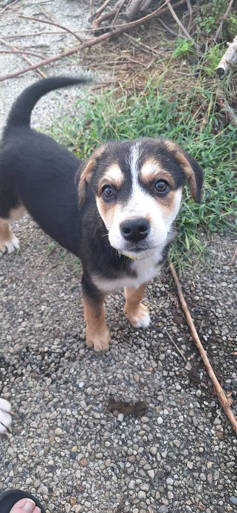 Stooges  Curly - Australian Shepherd