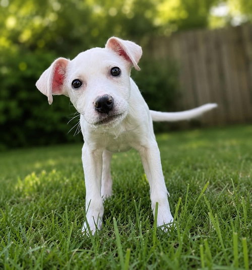 picture of the dog needing adoption