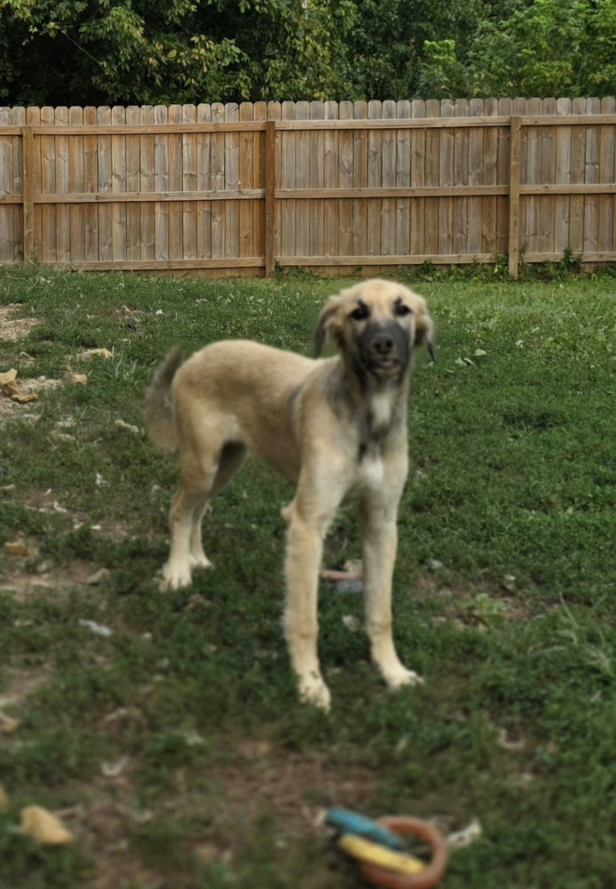 Poor Babies : Ivy