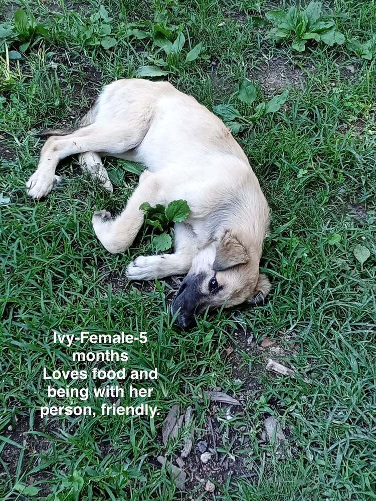 Poor Babies  Ivy image 3