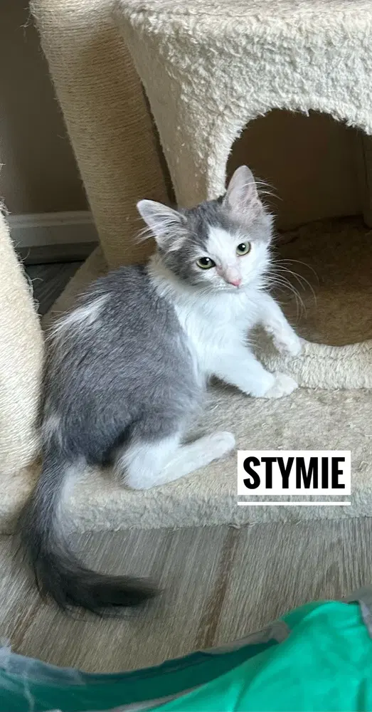 Little Rascats  Stymie - Domestic Medium Hair