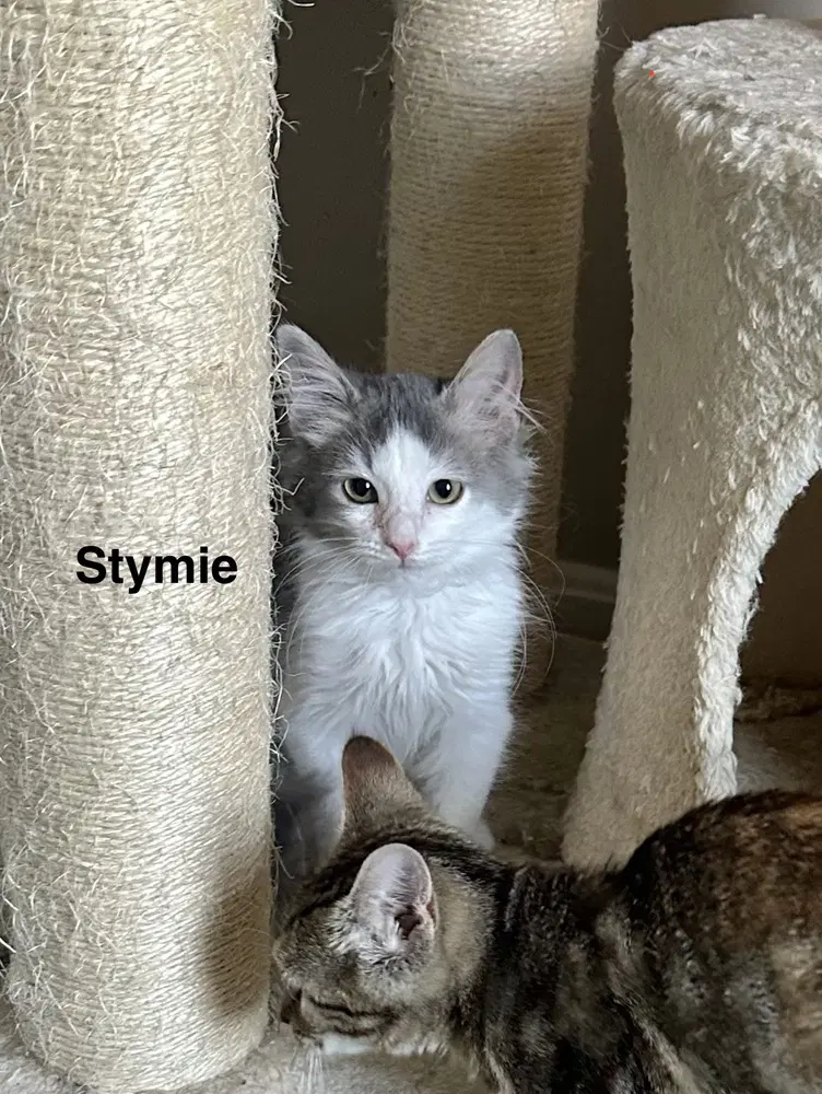 Little Rascats  Stymie image 2