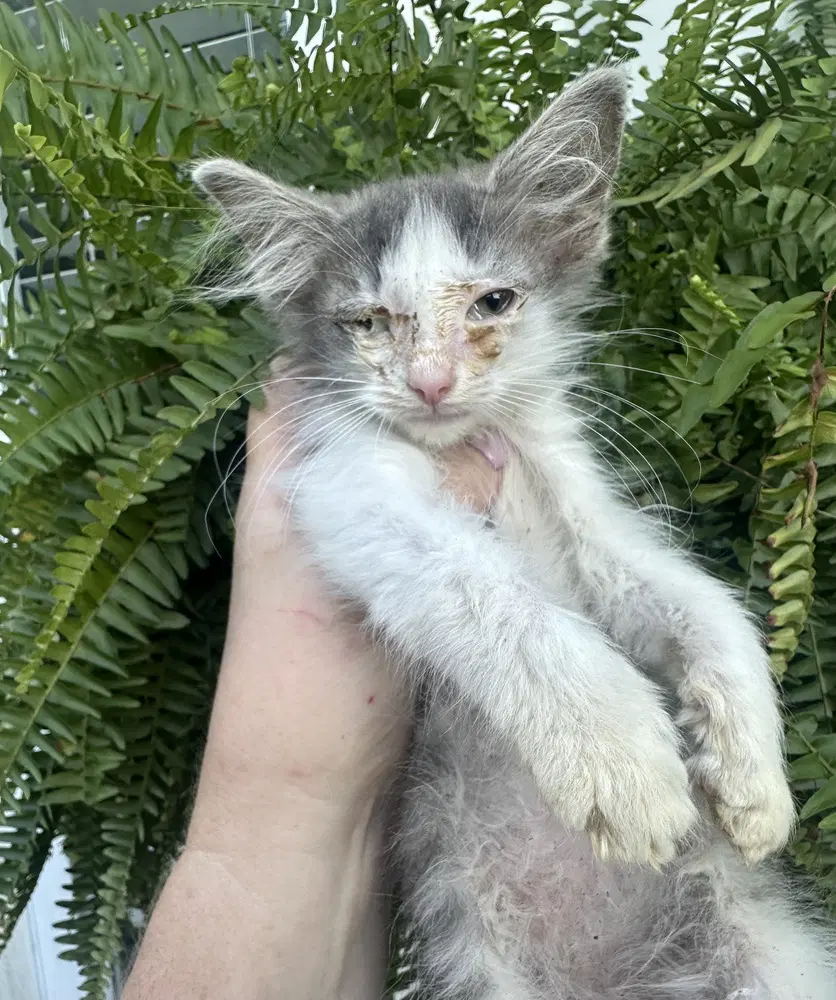 Little Rascats  Stymie image 4