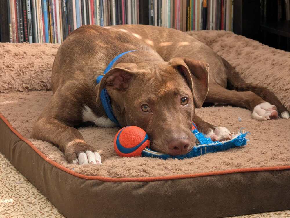 Srv Palau  Ibrehem - Pit Bull Terrier