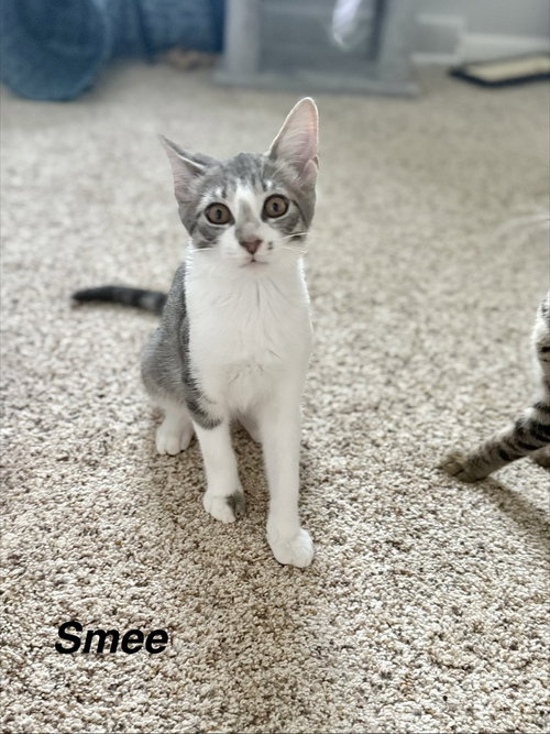 picture of the cat needing adoption