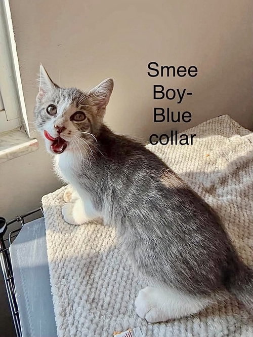 Photo 2 of Neverland Kitties : Smee