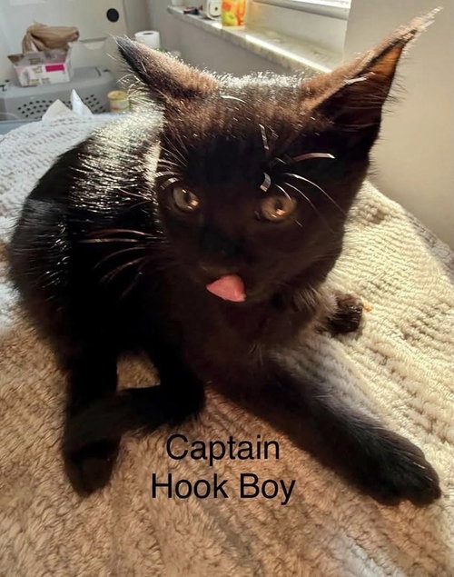 picture of the cat needing adoption