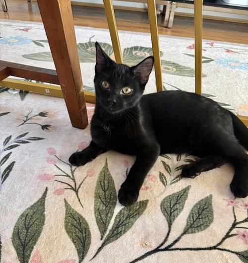 Neverland Kitties : Captain Hook, a cat for adoption from Stray Haven Inc