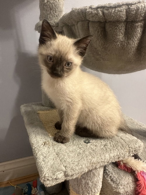 Hank The Kitty