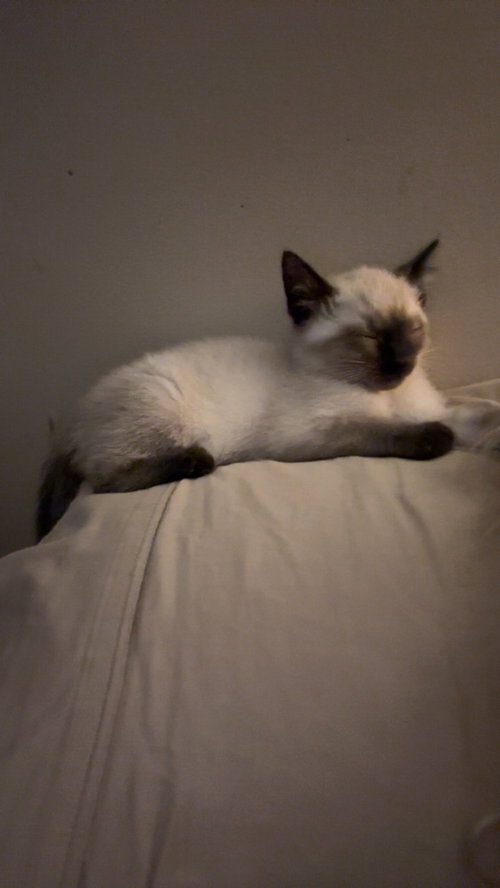 Hank The Kitty photo 2