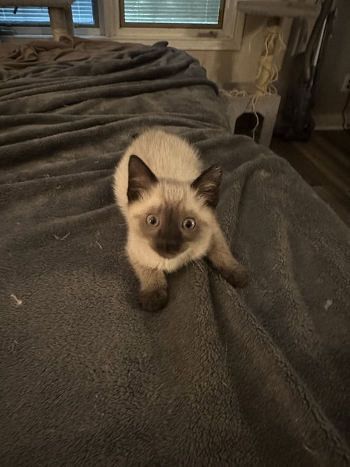 Hank The Kitty photo 3