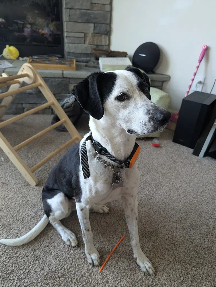 Bedrock Crew  Pearl Winter - Beagle