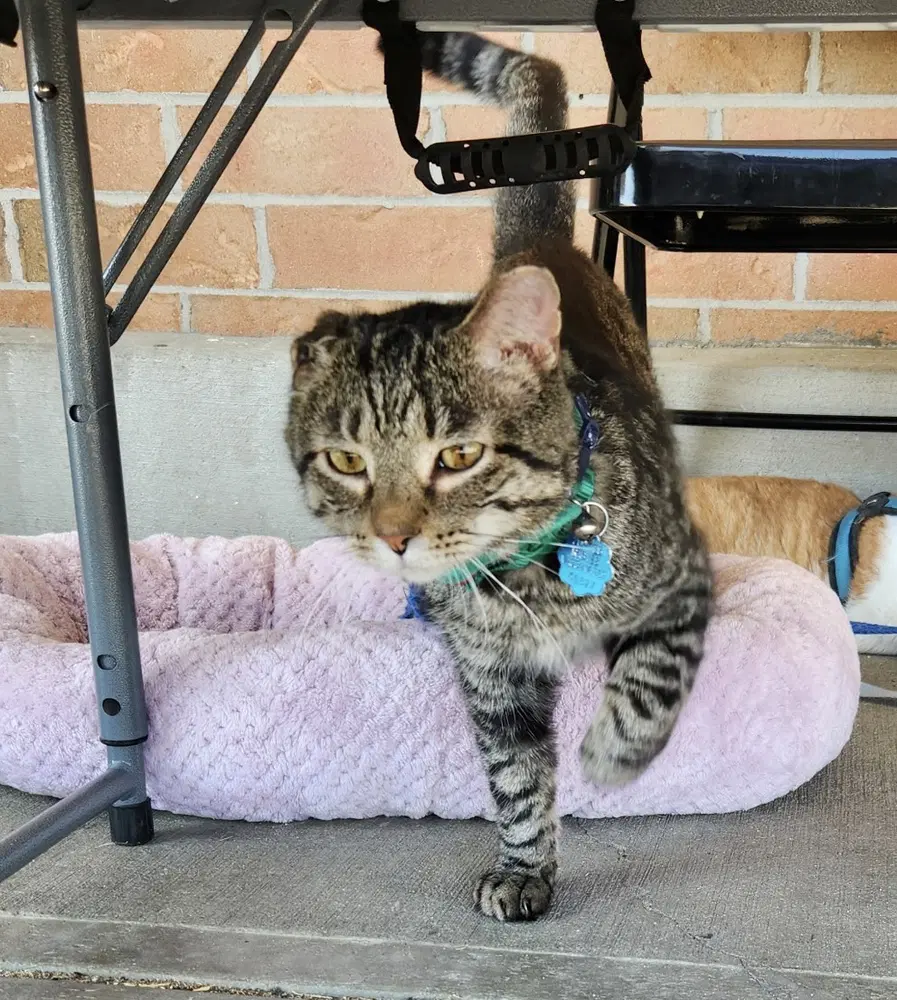 Masons  Lucky - Domestic Short Hair