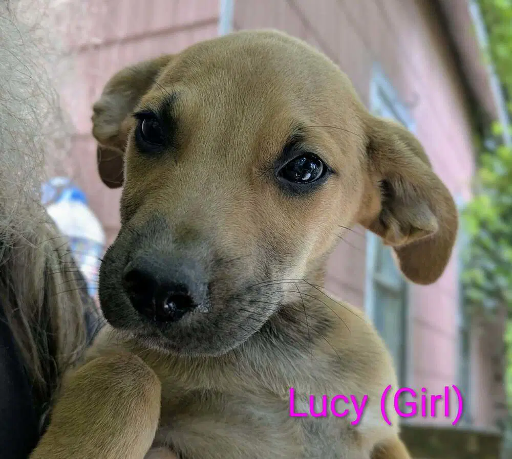 Llp Trixie  Lucy - Retriever