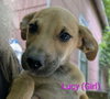 LLP Trixie : Lucy - Photo 1