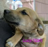 LLP Trixie : Lucy - Photo 2