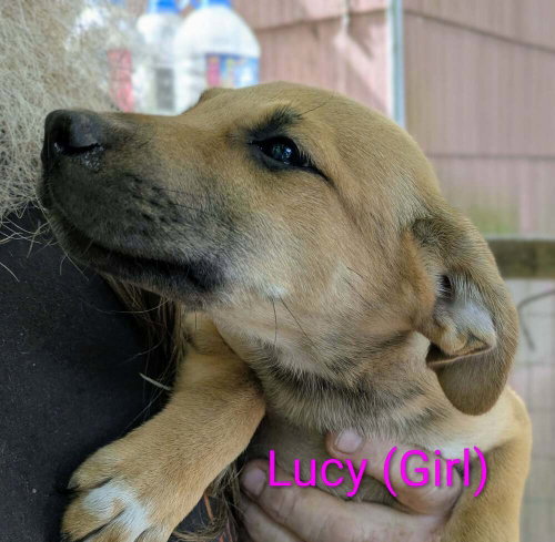 Llp Trixie photo 2