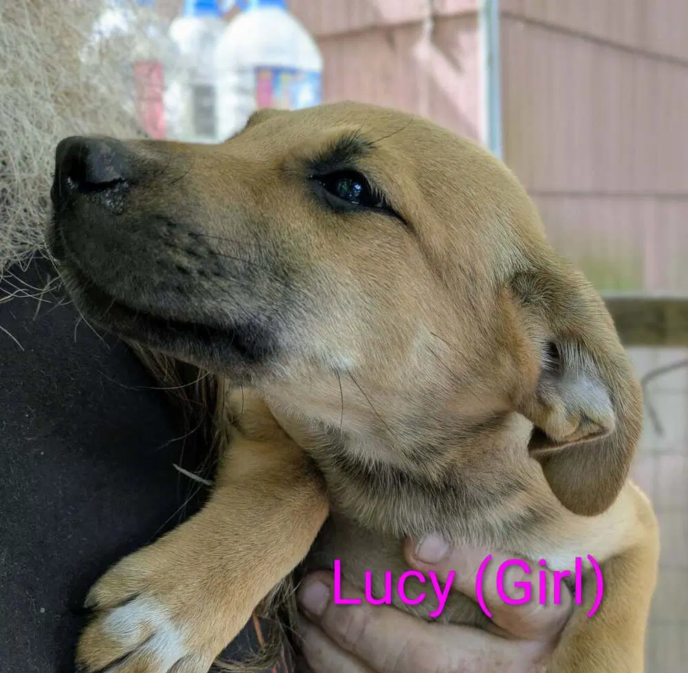 Llp Trixie  Lucy - Retriever